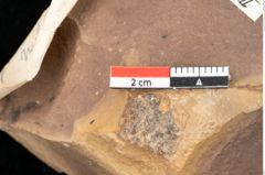 Foto (Detailsansicht) von Quercus palaeoilex Ettingshausen (NHMW-GEO-2024-0188-0824)